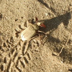 Сергей Соколов, 02.03.1988, Астрахань