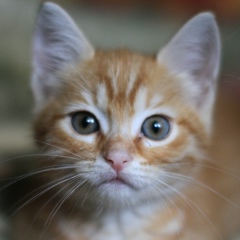 Алексей Ермолаев, 24.02