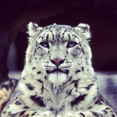 Халид Мазуев, 02.06, Москва