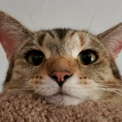 Вадим Картузов, Череповец