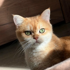 Костя Медведь, 17.09, Санкт-Петербург