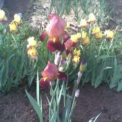 Котова Татьяна, Филинское