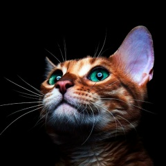 Андрей Щербаков