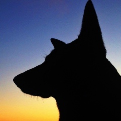 Наивная Собака, 14.02.1905, Москва