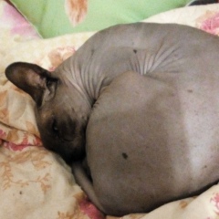 Каролина Васильева, 27.03.2005