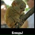 Дима Соломаха