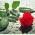 Mahir Mamedov, 09.07.1920