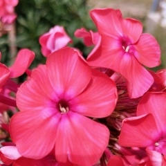 Оля Тумасова, 01.12, Санкт-Петербург