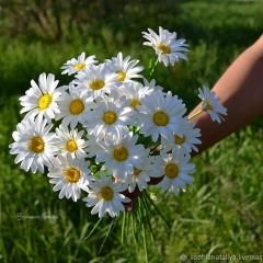 Анастасия Ястребова, 09.05, Улан-Удэ