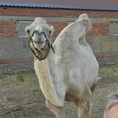 Sergey Mazurin, 06.09, Курск