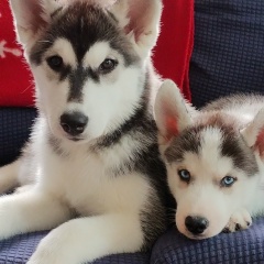 Наталия Канэмицу, Ōsaka