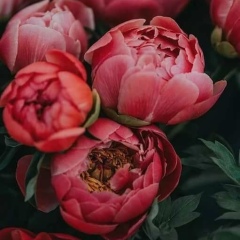 Алиночка Шахназарян, 24.04.1988, Санкт-Петербург