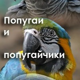 Попугаи Попугайчики, Sydney