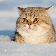 Евгений Кот, Новосибирск