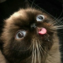 Вано Хим, 21.04, Орехово-Зуево