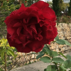 Me-Me Su, 05.02.2000