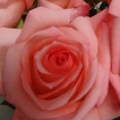 Зинаида Лапковская, 29.11, Москва