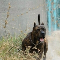 Ahmet Barazi, 14.12.1985, Antalya