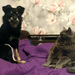 Алексей Михайлов, 28.04.1986, Великий Новгород