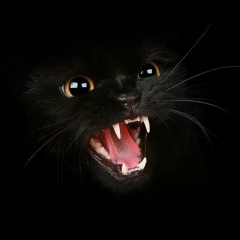 Руслан Романов, 26.07, Санкт-Петербург