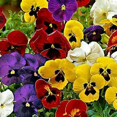 Елена Наймушина