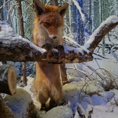 Aqcoach K, 04.07, Минск