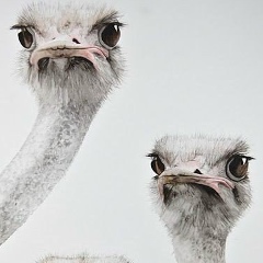 Аленка Милевская, Санкт-Петербург