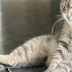 Кирилл Булатов, 21.06.1987, Санкт-Петербург