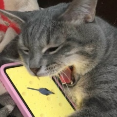 Мадина Алмазова