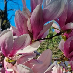 Алеся Сорокина, Санкт-Петербург