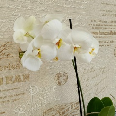 Сания Вавилова, 11.02.2008, Саратов