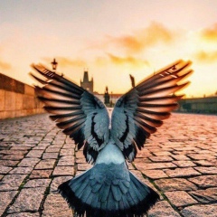 Николай Коховский, 05.12, Киев