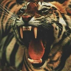 Ахьяд Гакаев, 09.06.1985, Грозный