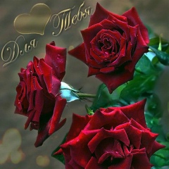 Таибат Омарова, Казань