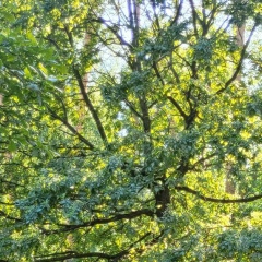 Светлана Ламберова, 04.02, Санкт-Петербург