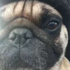 Антон Радович, 18.04