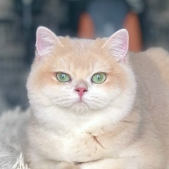 Гуля Алибекова, 13.02.1974, Избербаш