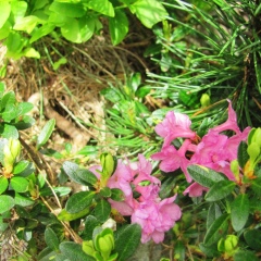 Ира Фалько, 24.06