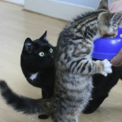 Анна Лавыгина, 05.02, London