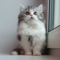 Мелочь Ерушкевич, 24.06, Санкт-Петербург