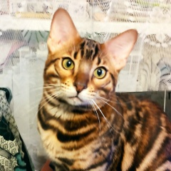 Ольга Бенгальская, 10.07.1957, Санкт-Петербург