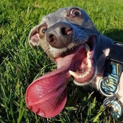 Иван Стародумов, 10.06, Киров