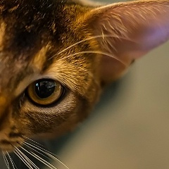 Алексей Тушев, 05.02, Москва