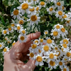 Pepe Shka, 19.07, Екатеринбург