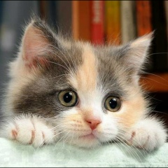 Лариса Османова, 22.05, Сарыкемер