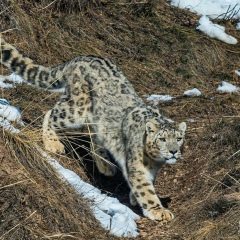 Темирлан Абдикерим, 22.02.1997, Балашиха