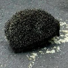 Ёж Счастливый, 12.07.2003