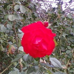 Руслан Кобзарь, 15.08, Мариуполь