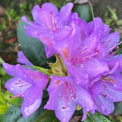 Александра Кузьменко, Санкт-Петербург