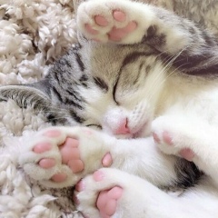 Анна Шевцова, 17.06.1988, Ташкент